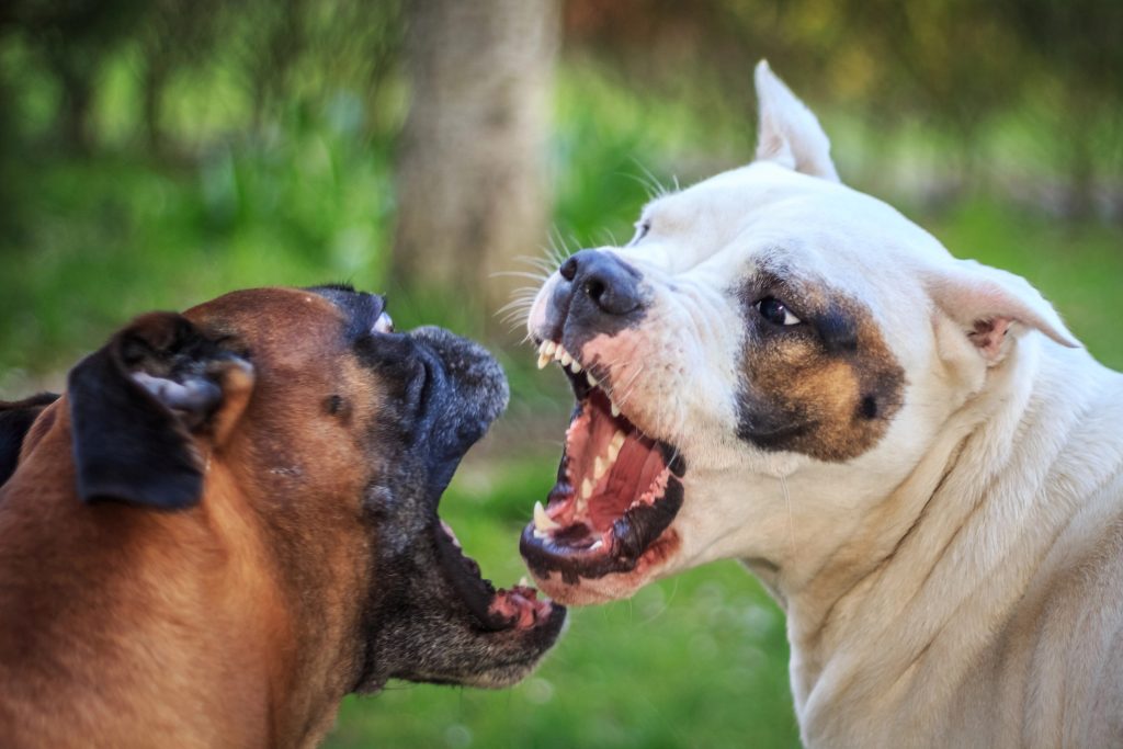 Aggressive dog involved in a dog bite injury case